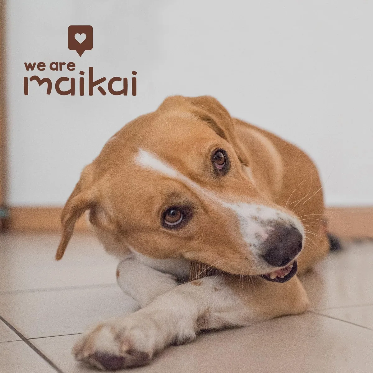 MAIKAI Asta de ciervo natural para morder (pack de 2, talla L) — imagen 7