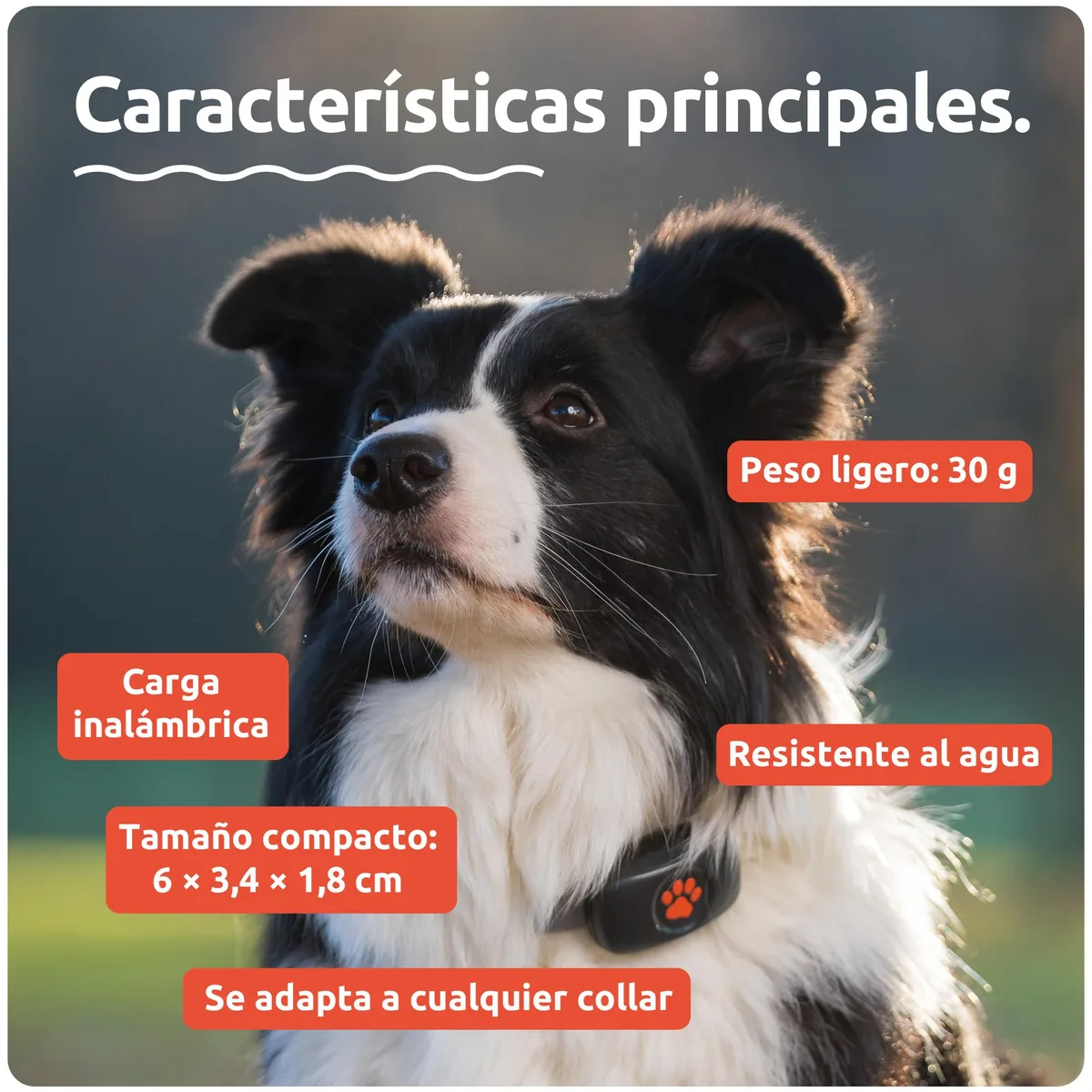 PitPat Localizador GPS para perros sin suscripción — imagen 6